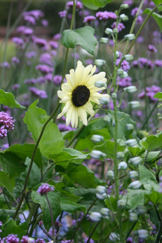 Solsikke 'Vanilla Ice' - Helianthus annuus