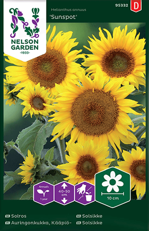 Solsikke 'Sunspot' - Helianthus annuus