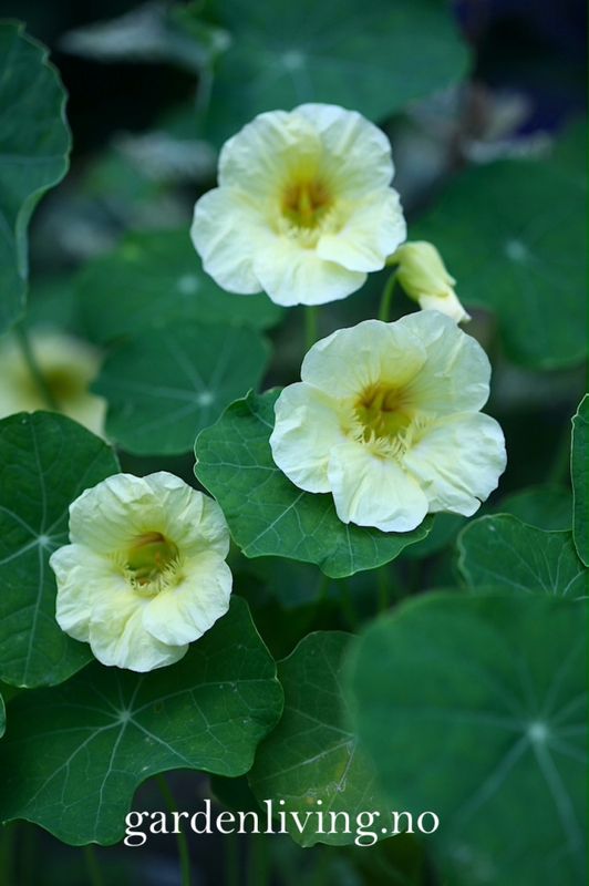 Blomkarse 'Milkmaid', lav - Tropaeolum majus
