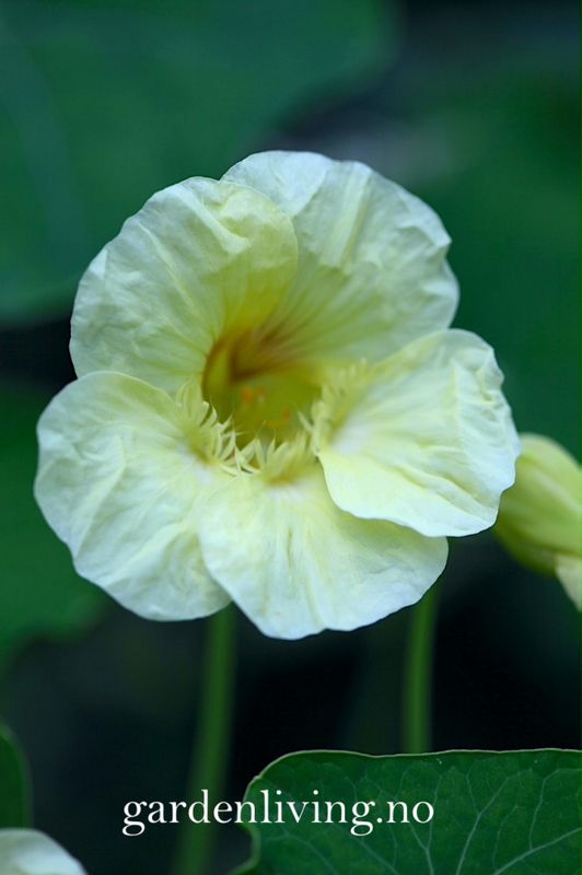 Blomkarse 'Milkmaid', lav - Tropaeolum majus