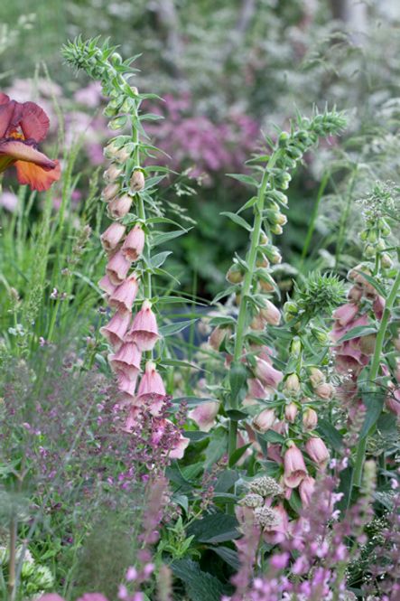Hovedbilde Hybridrevebjelle ’Summer King’ - Digitalis x ...