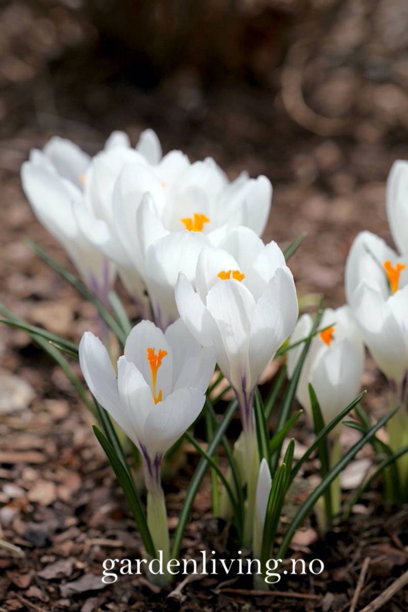 Storblomstret krokus 'Jeanne d'Arc' - Crocus - 10 stk