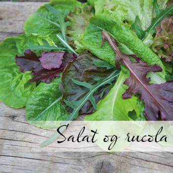 Hovedbilde Salat og bladgrønnsaker