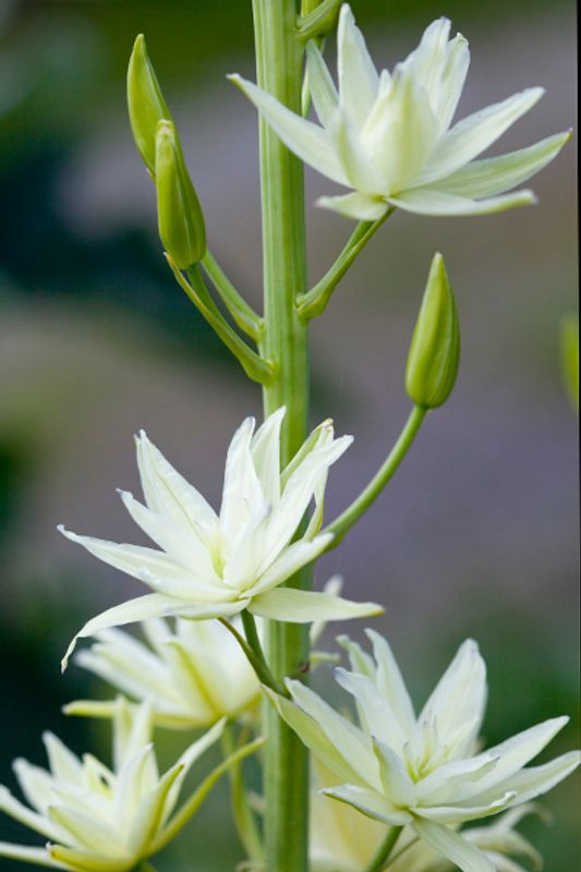 Bjørnestjerne 'Semiplena' - Camassia leichtlinii - 1 stk