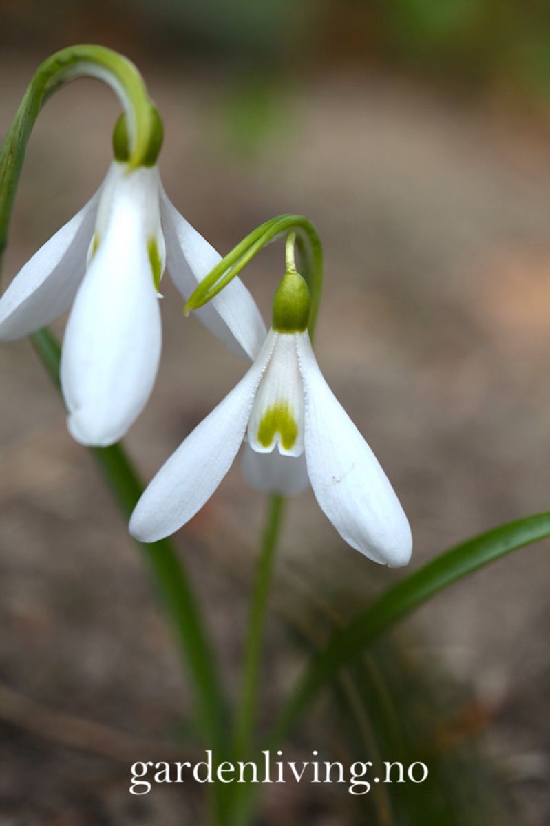 Snøklokke 'Atkinsii'  - Galanthus - 1 stk