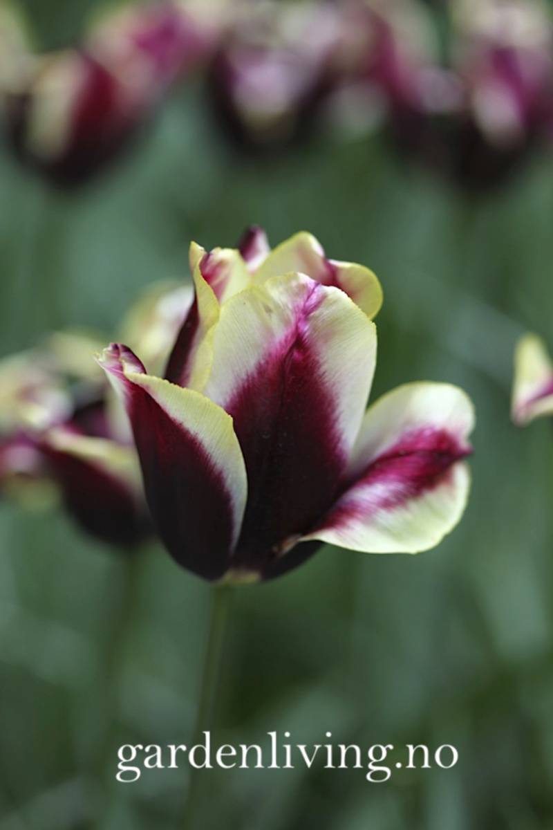 Tulipan 'Gavota', triumphtulipan - 10 stk