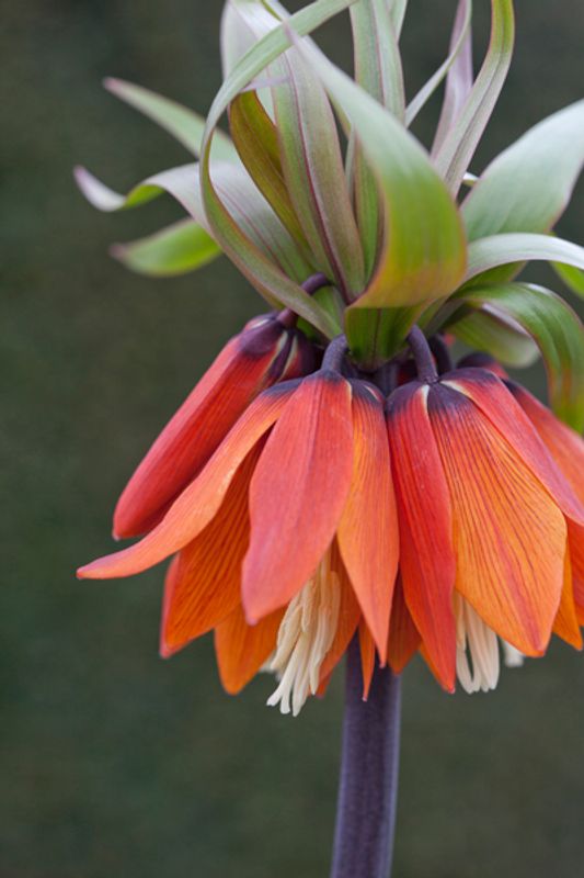 Keiserkrone 'Rubra' - Fritillaria imperialis - 1 stk