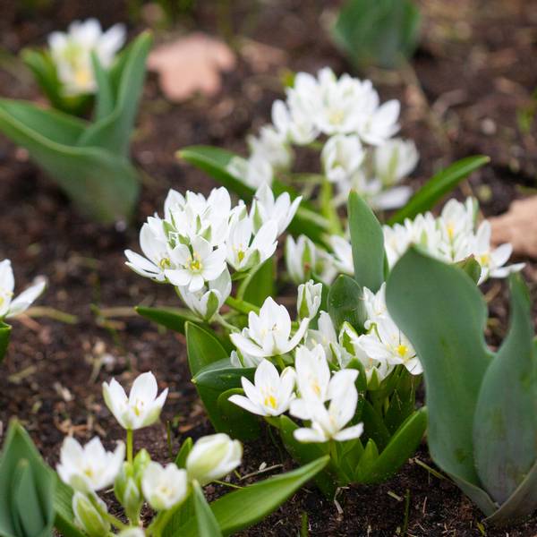 Hovedbilde Fuglestjerne - Ornithogalum balansae - 10 stk