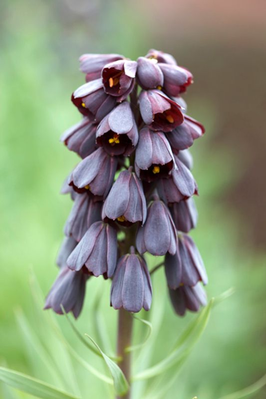 Persiakrone - Fritillaria persica - 1 stk