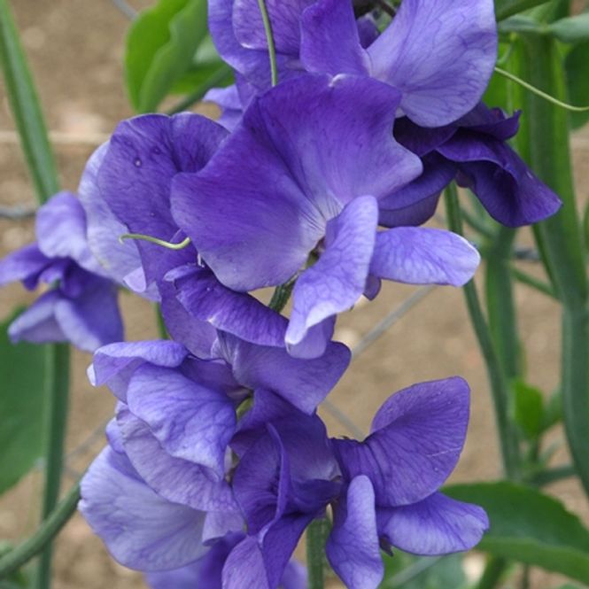 Hovedbilde Blomsterert 'Heathcliff' - Lathyrus odoratus