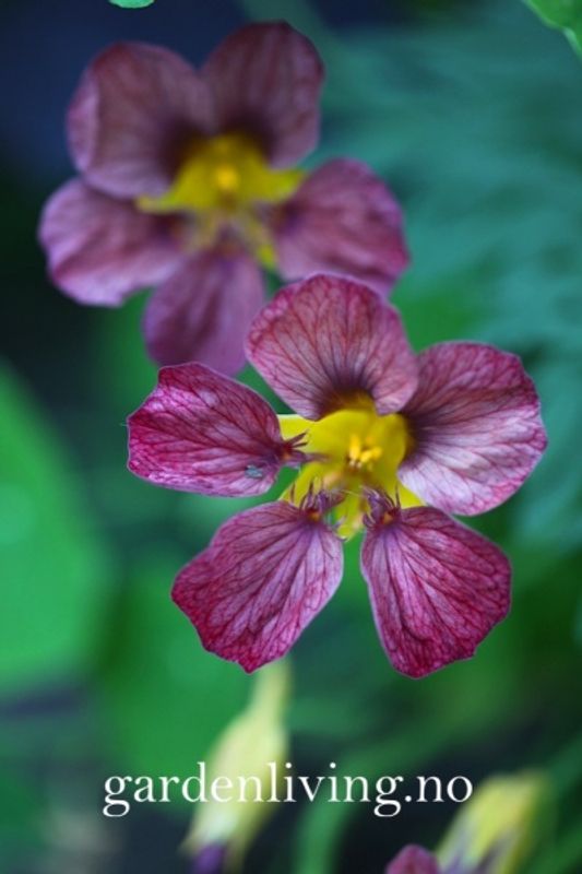 Blomkarse 'Purple Emperor’ - Tropaeolum majus