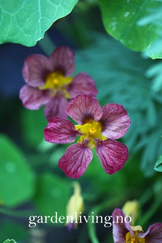 Blomkarse 'Purple Emperor’ - Tropaeolum majus