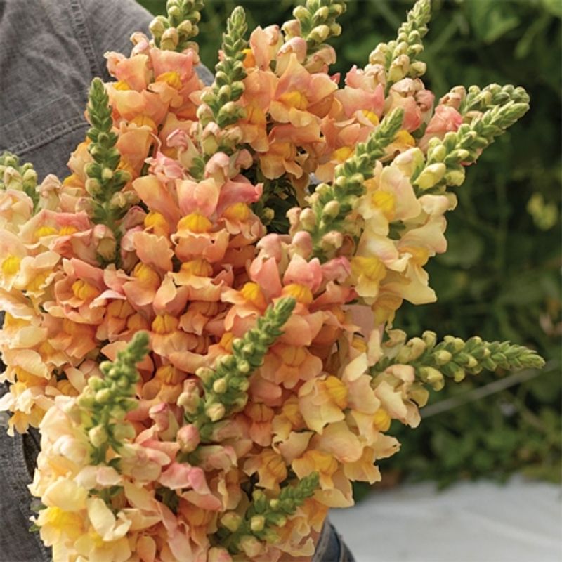 Løvemunn 'Costa Apricot' F1 - Antirrhinum majus