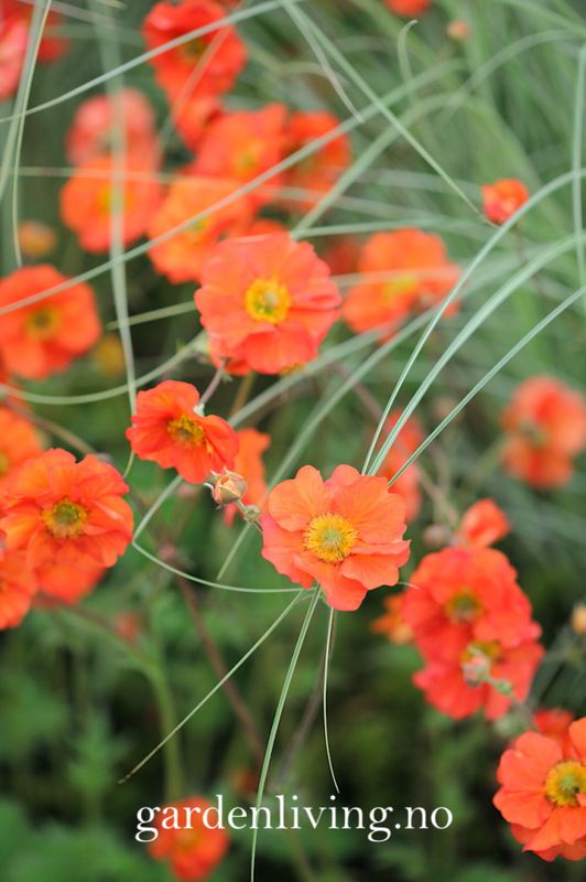 Hagehumleblom 'Scarlet Tempest' - Geum