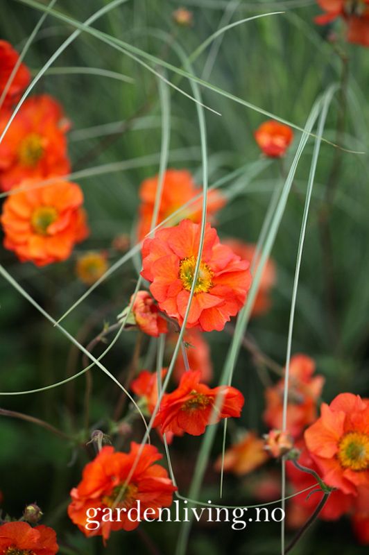 Hagehumleblom 'Scarlet Tempest' - Geum
