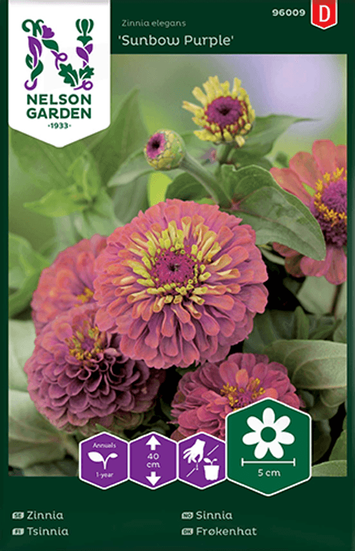 Sinnia 'Sunbow Purple' - Zinnia elegans