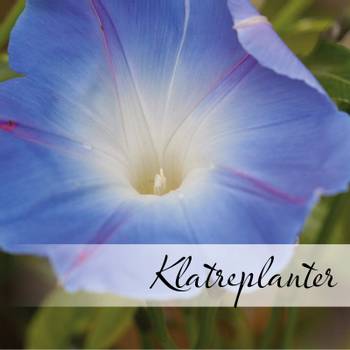 Hovedbilde Klatreplanter/slyngplanter