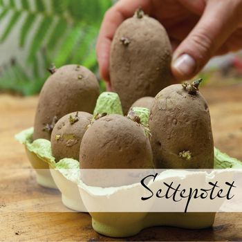 Hovedbilde Settepoteter
