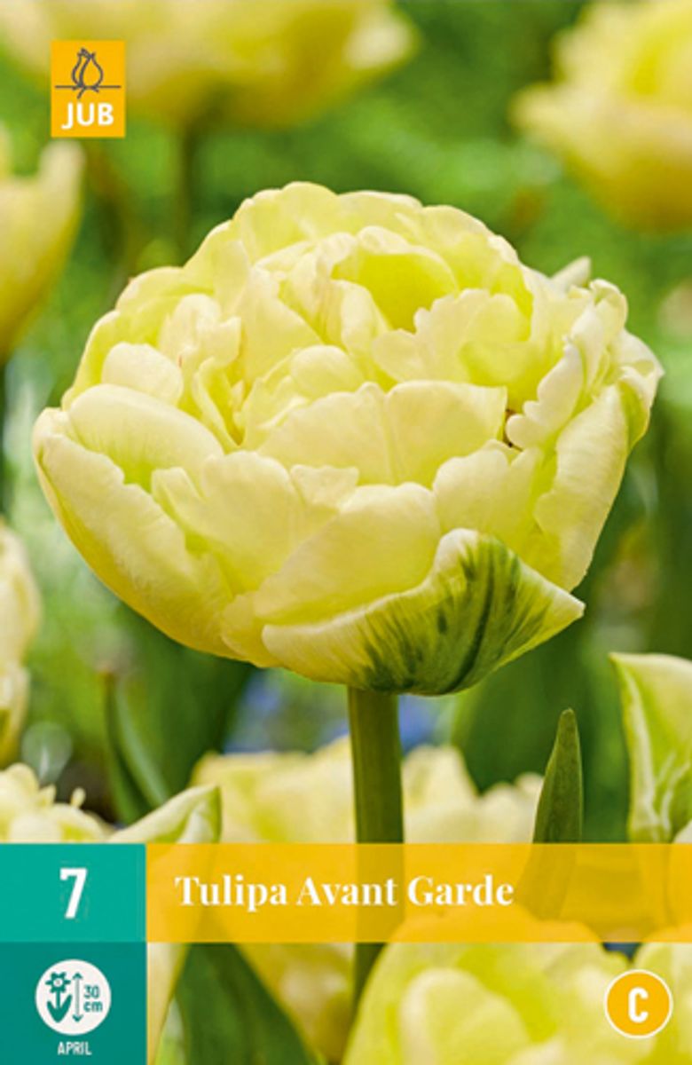 Tulipan 'Avant Garde', Tidlig dobbel - 7 stk