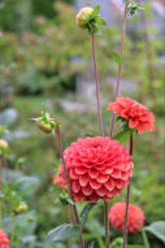 Georgine 'Zundert Mystery Fox' - Dahlia x cultorum, 1 stk.
