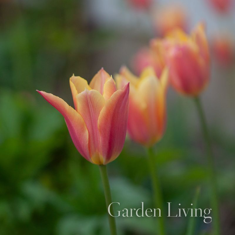 Tulipan 'Marianne', liljeblomstrende - 8 stk