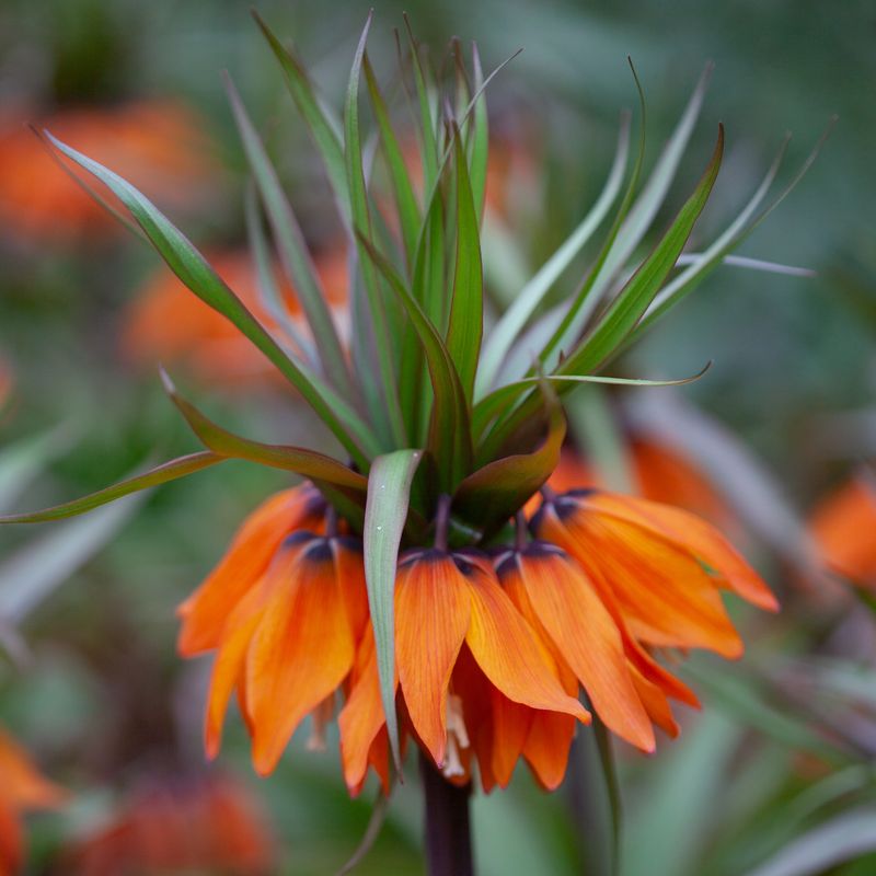 Keiserkrone 'Sunset’ - Fritillaria imperialis - 1 st