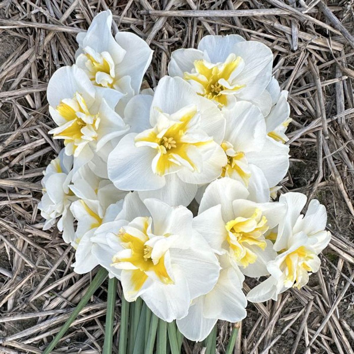 Påskelilje 'Lemon Beauty' - 10 stk