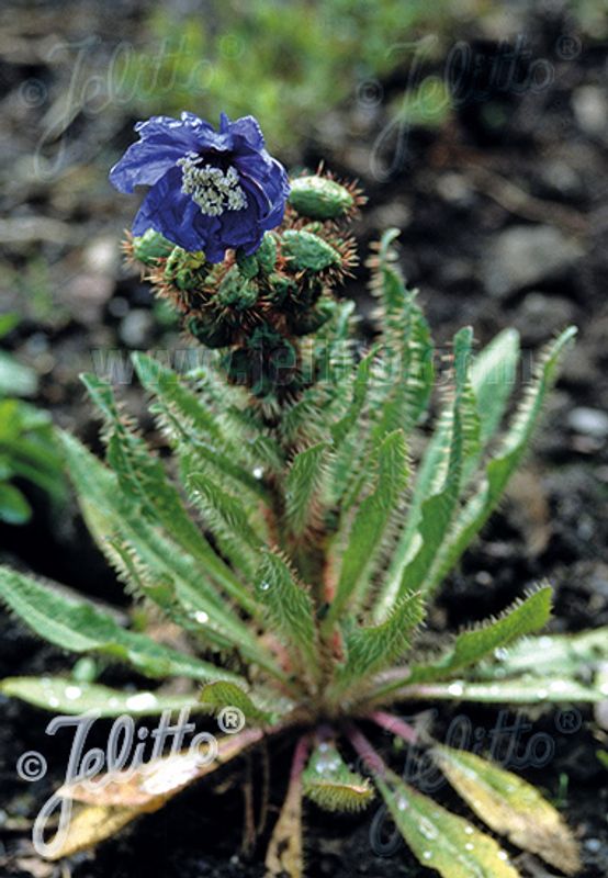 Valmuesøster - Meconopsis horridula