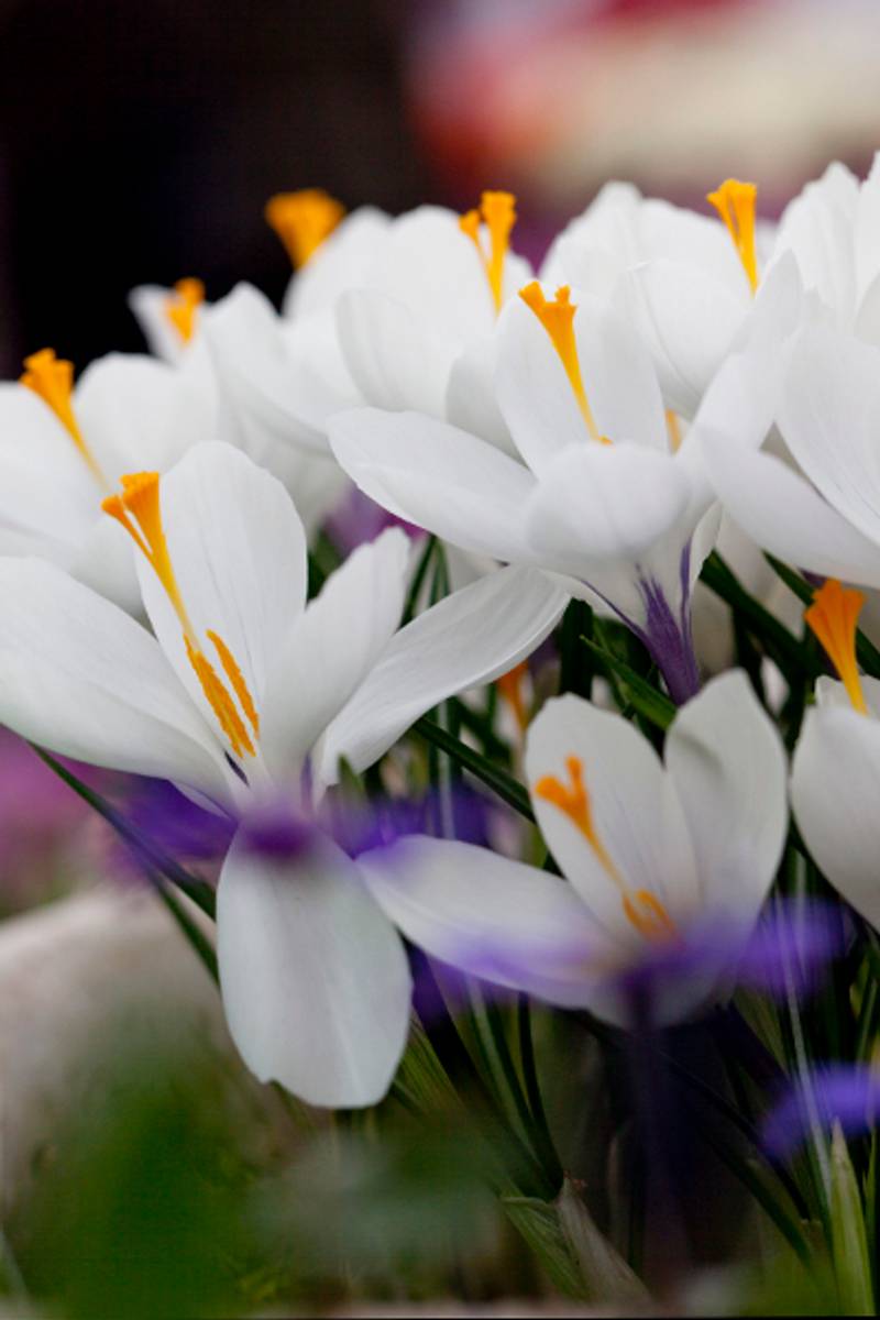 Storblomstret krokus 'Jeanne d'Arc' - Crocus - 10 stk