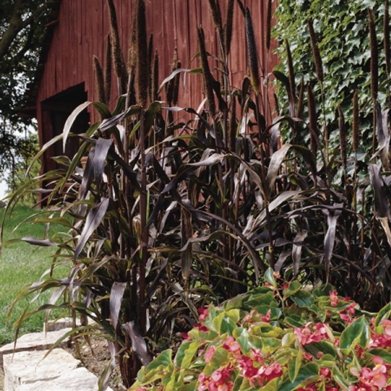 Perlehirse 'Purple Majesty' - Pennisetum glaucum