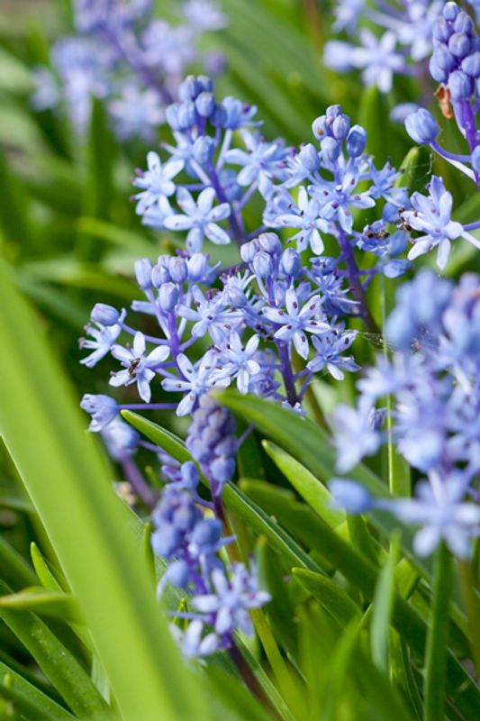 Pinseblåstjerne - Scilla litardierei - 12 stk