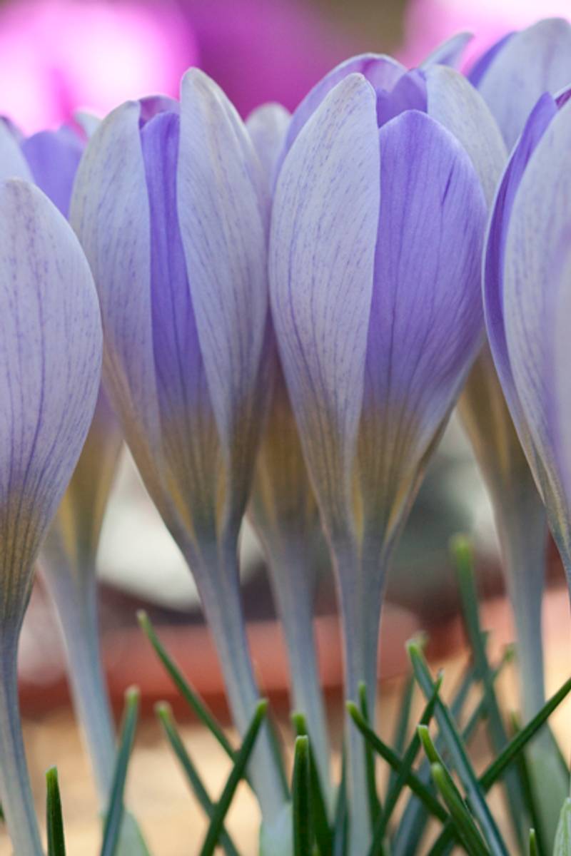Storblomstret krokus 'Vanguard' - Crocus - 10 stk