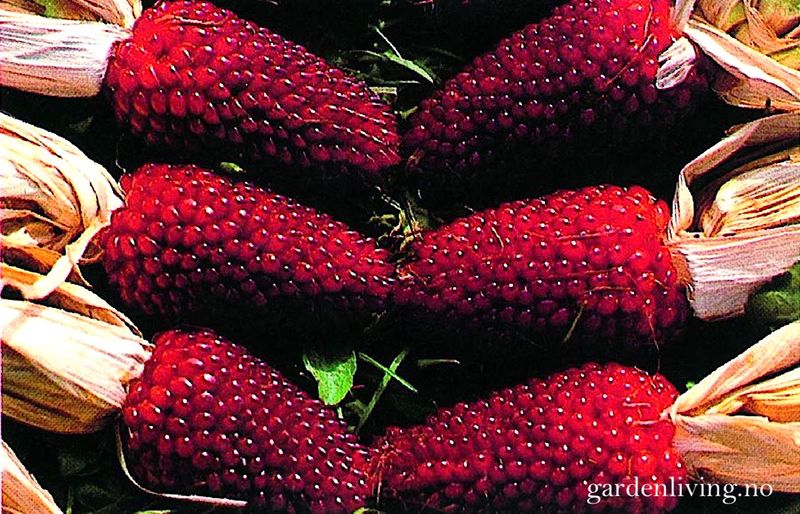 Mais 'Strawberry Red' - Zea mays