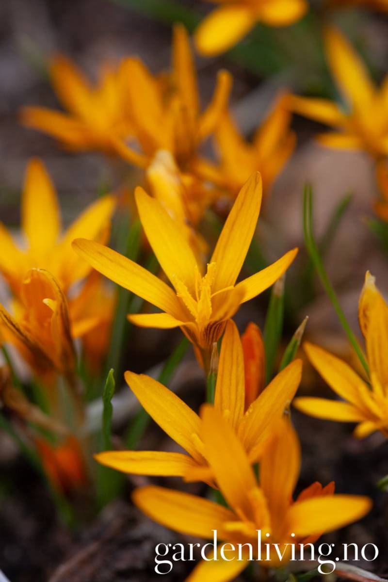 Krokus 'Orange Monarch' - Crocus - 10 stk