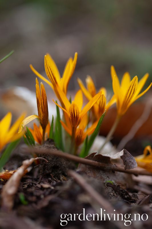 Krokus 'Orange Monarch' - Crocus - 10 stk