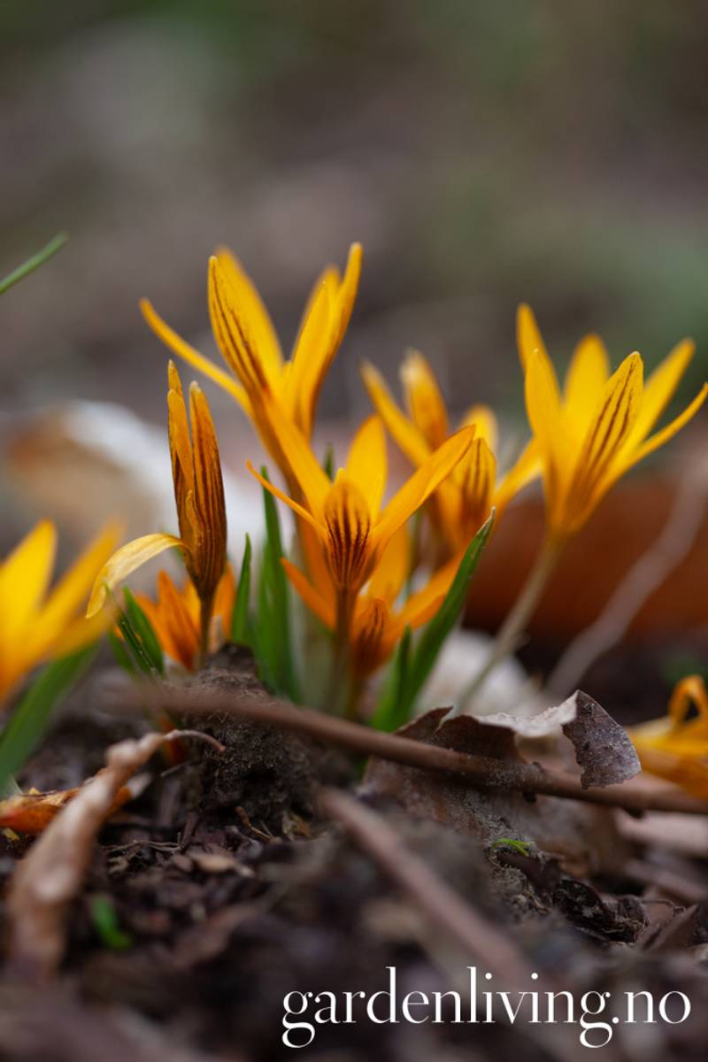 Krokus 'Orange Monarch' - Crocus - 10 stk