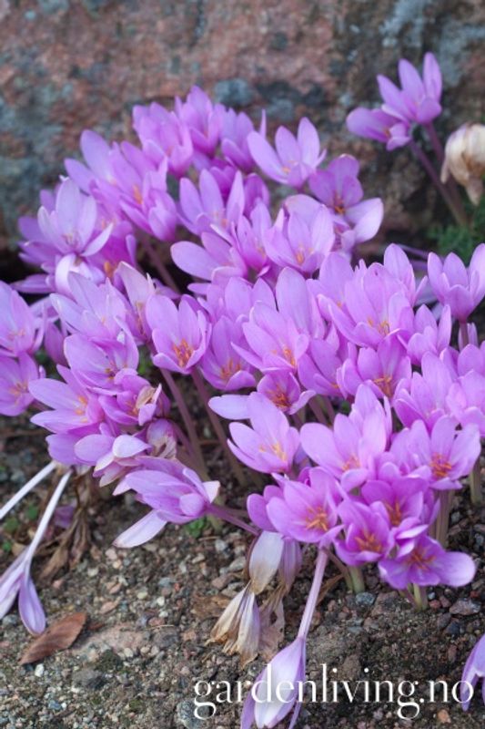 Tidløs 'Nancy Lindsay' - Colchicum autumnale