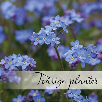 Hovedbilde Toårige planter