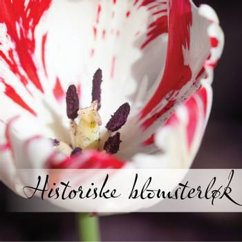 Hovedbilde Historiske blomsterløk