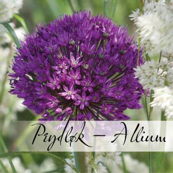Hovedbilde Prydløk - Allium