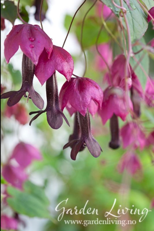 Blodbeger 'Purple Bell Vine' - Rhodochiton atrosanguineus 
