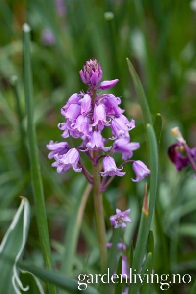 Hovedbilde Spaniablåstjerne 'Queen of the Pinks' - Hyasinthoides his. ...