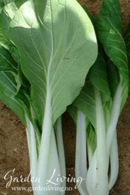 Hovedbilde Pak Choi 'Ivory'