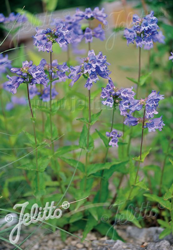 Rørblomst - Penstemon serrulatus