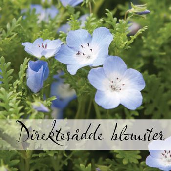 Hovedbilde Direktesådde blomster