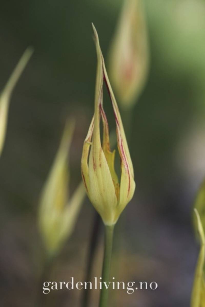 Tulipa acuminata - 1 stk 
