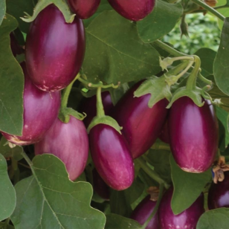 Aubergine 'Sumatra' F1 - Solanum melongena