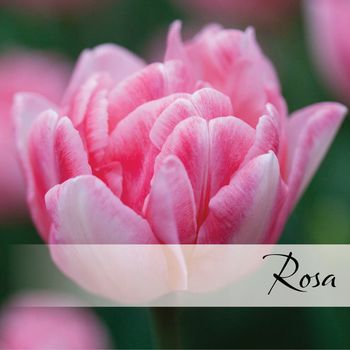 Hovedbilde Rosa blomsterløk