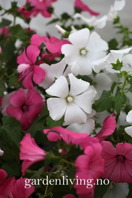 Hovedbilde Hagepoppelrose 'Pastel Mixed' - Lavatera trimestris