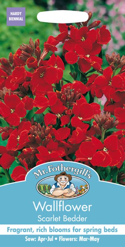 Gyldenlakk 'Scarlet Bedder' - Erysium cheiri